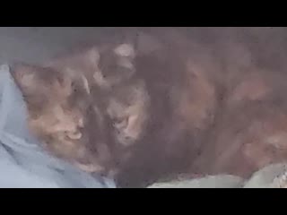 [berd] berdlog 19 smart cat