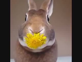 Edible flowers fridayfeeling foodie rabbit cool rabbit flashbackfriday