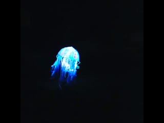 4 year olds bioluminescent jellyfish costume