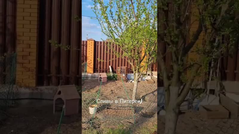 #как сажать сливы