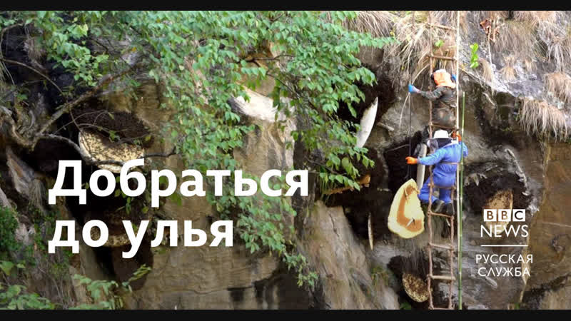 За медом на непальские скалы