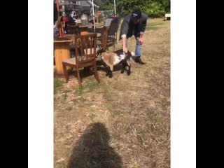 Коул и козлик