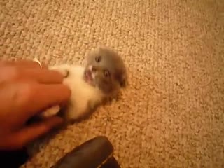 Scottish fold munchkin (360p) mp4