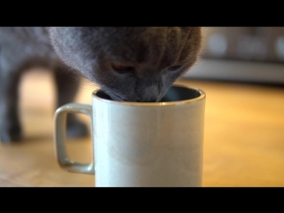 Brewing with cat hario v60