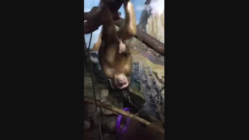 Драчун маймыл