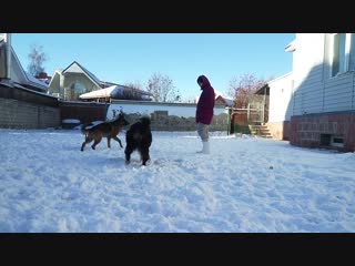 Сеня и криста