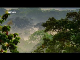 Дикая шри ланка облачный лес