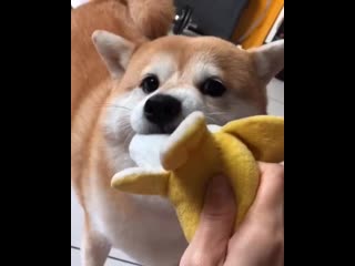 Woof mp4