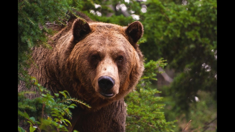 Дикие молодые севера зов природы