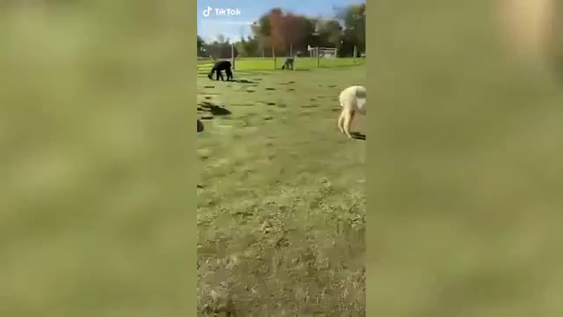 Детеныш альпаки приревновал к маленькой девочке