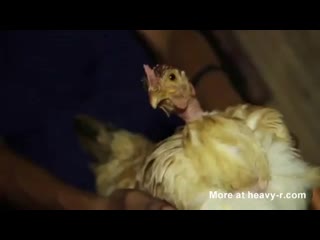 Секс озабоченного мужика с курицей