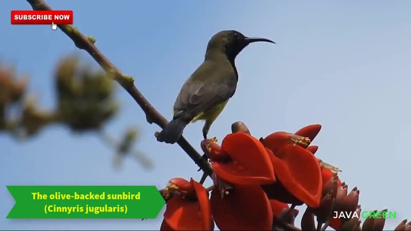 Olive backed sunbird / желтобрюхая нектарница / cinnyris jugularis