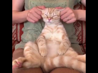 The most hedonistic cat i’ve ever seen