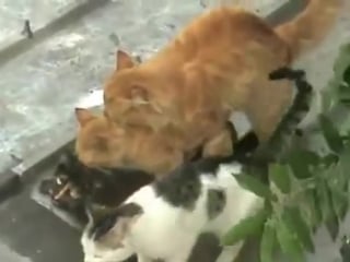 Групповые забавы похотливых котов crazy cats group sex ( 360 x 480 ) mp4