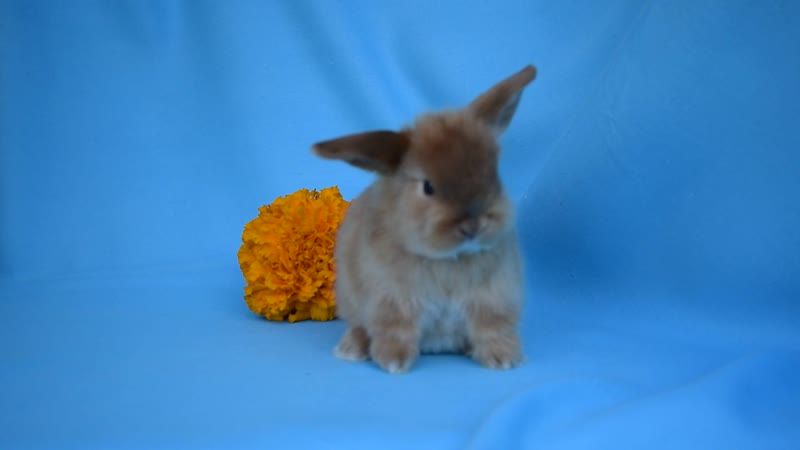 Домашний карликовый кролик из питомника зайкина усадьба, москва