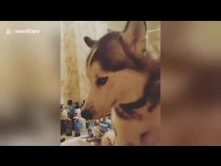 Liveleakcom guilty husky gets caught on top of bathroom sink