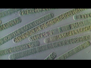 Oscillatoria (cyanobacteria) filament movement