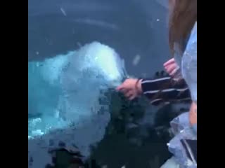 Such an amazing video a beluga whale finds a dropped iphone in the ocean and returns it back to the owner just wow! whales are