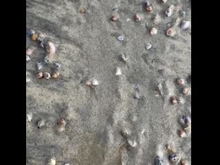 No pebbles but hermit crab