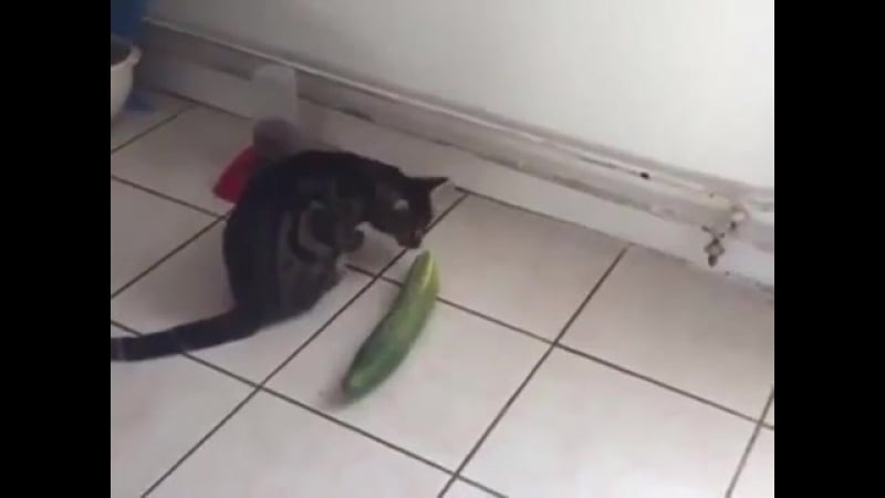 Коты против огурцов и кабачков