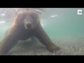 Bear fishes underwater with paws