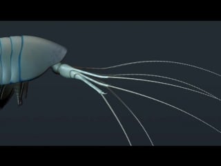 New burgess shale arthropod fossil (front appendage side)