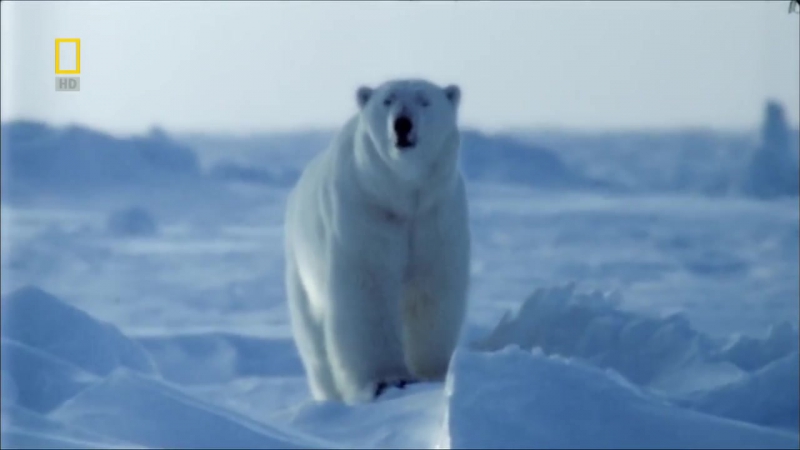 Пути эволюции медвежья эпопея (документальные фильмы national geographic)