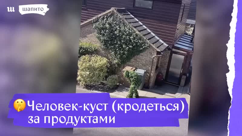 Человек куст во время карантина крадется в магазин