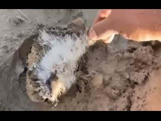 This man rescued a hedgehog stuck in mud