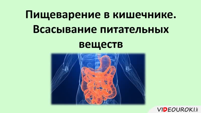 36 пищеварение в кишечнике всасывание питательных веществ