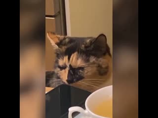 Cat burst into tears after owner chops onions