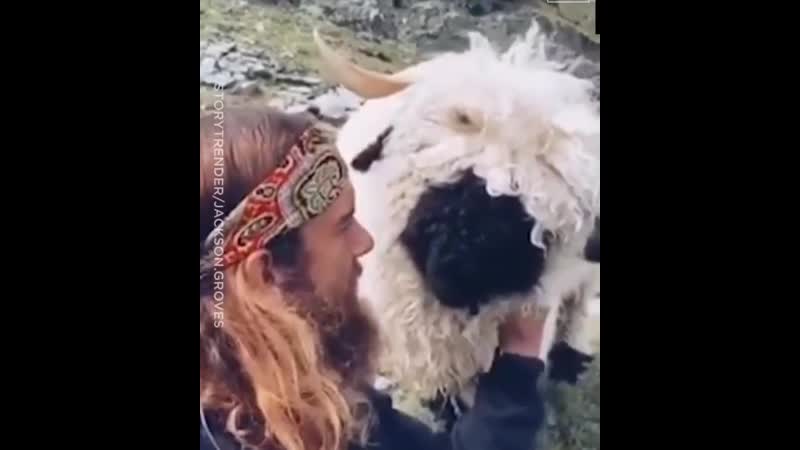 Подружился с пушистой овечкой
