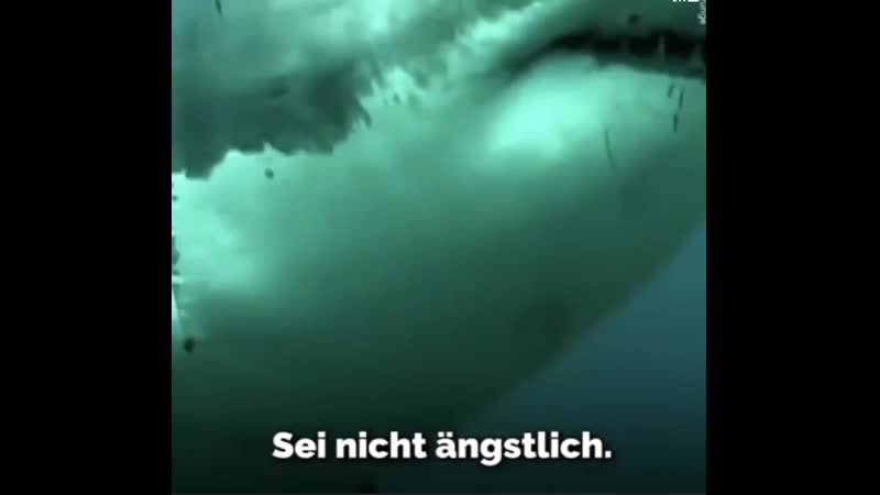 Wahre worte