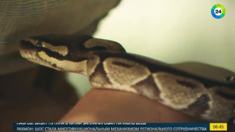 В подмосковье активизировались гадюки