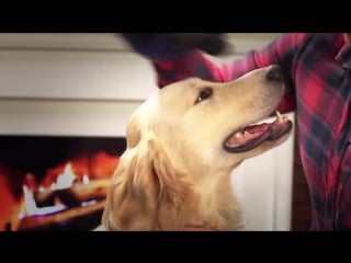 Deshedding glove for pet grooming