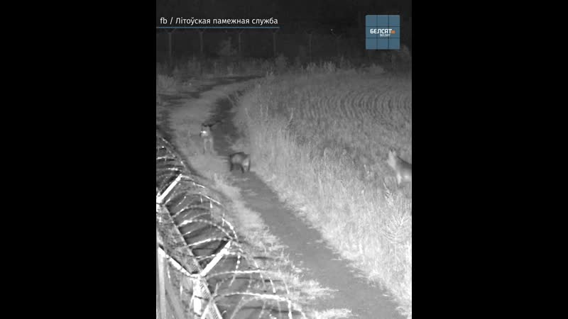 Барсук і два ваўкі сустрэліся на мяжы