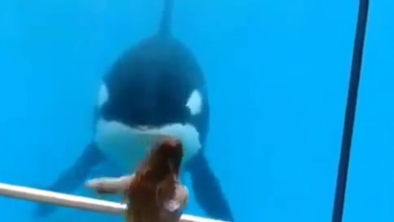 Дружба касатки и человека