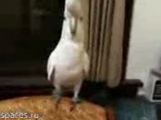 Popugaj tancuet pod gangnam style spaces