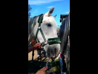 Кошечка,играет с водичкой