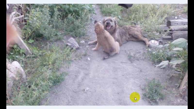 Четвероногие охраники (video 2019 08 10 190814)