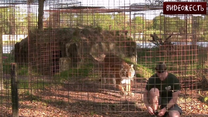 Не поворачивайся спиной к кошкам © видеожесть