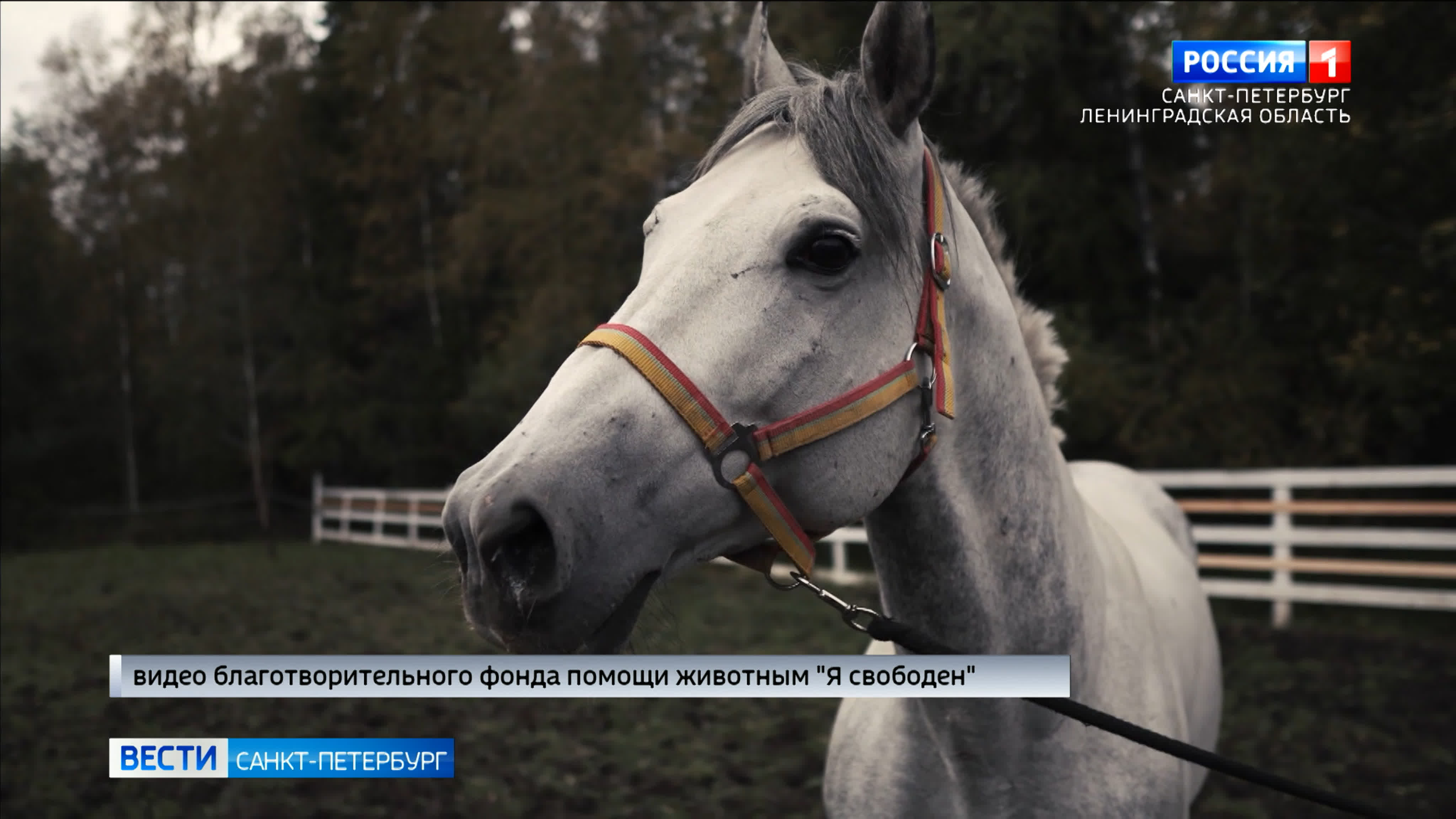 Раненого коня из мариуполя приютили в ленинградской области