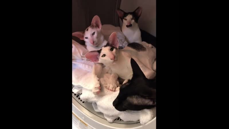 Грузин и грузинки 😅