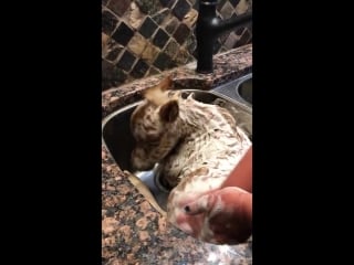 Miss pickles getting her first bath and loving it!