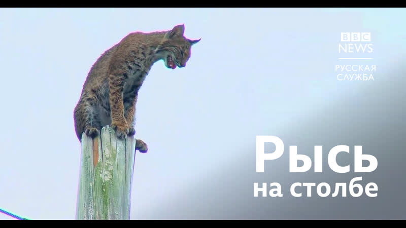 Рысь застряла на верхушке столба кто и как ее спас?