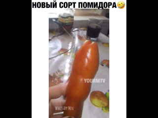 Новый сорт помидора