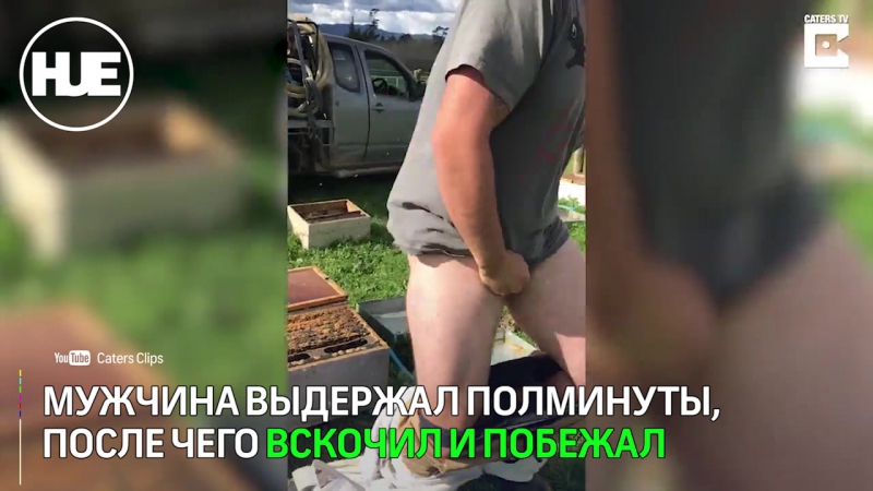 Пчеловод из новой зеландии на спор сел голым задом на улей