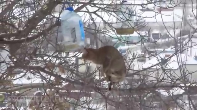 Кот ворует сало из кормушки для птиц