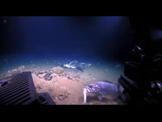 A feeding frenzy on a swordfish carcass leads to a shark getting swallowed by a wreckfish in the ocean, there’s always a bigge