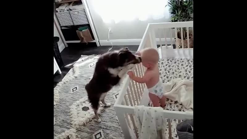 Dоggо сalms a сrying baby